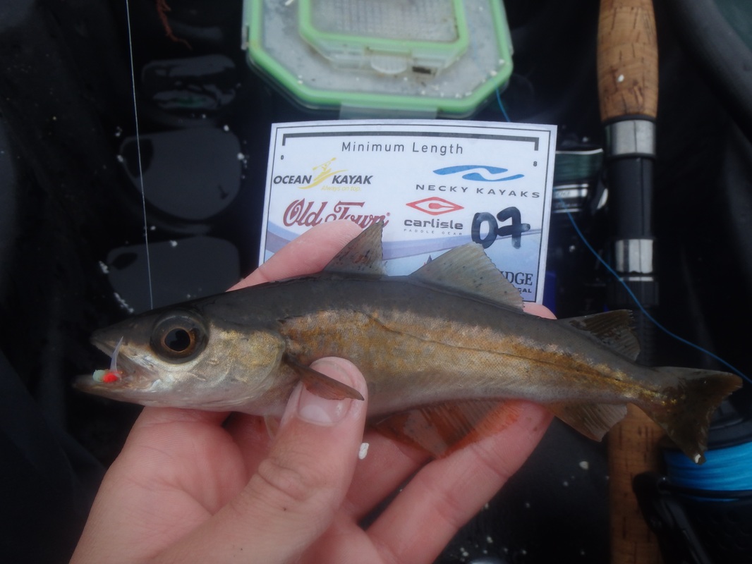 Pollack caught at the Ocean Kayak Classic 2016