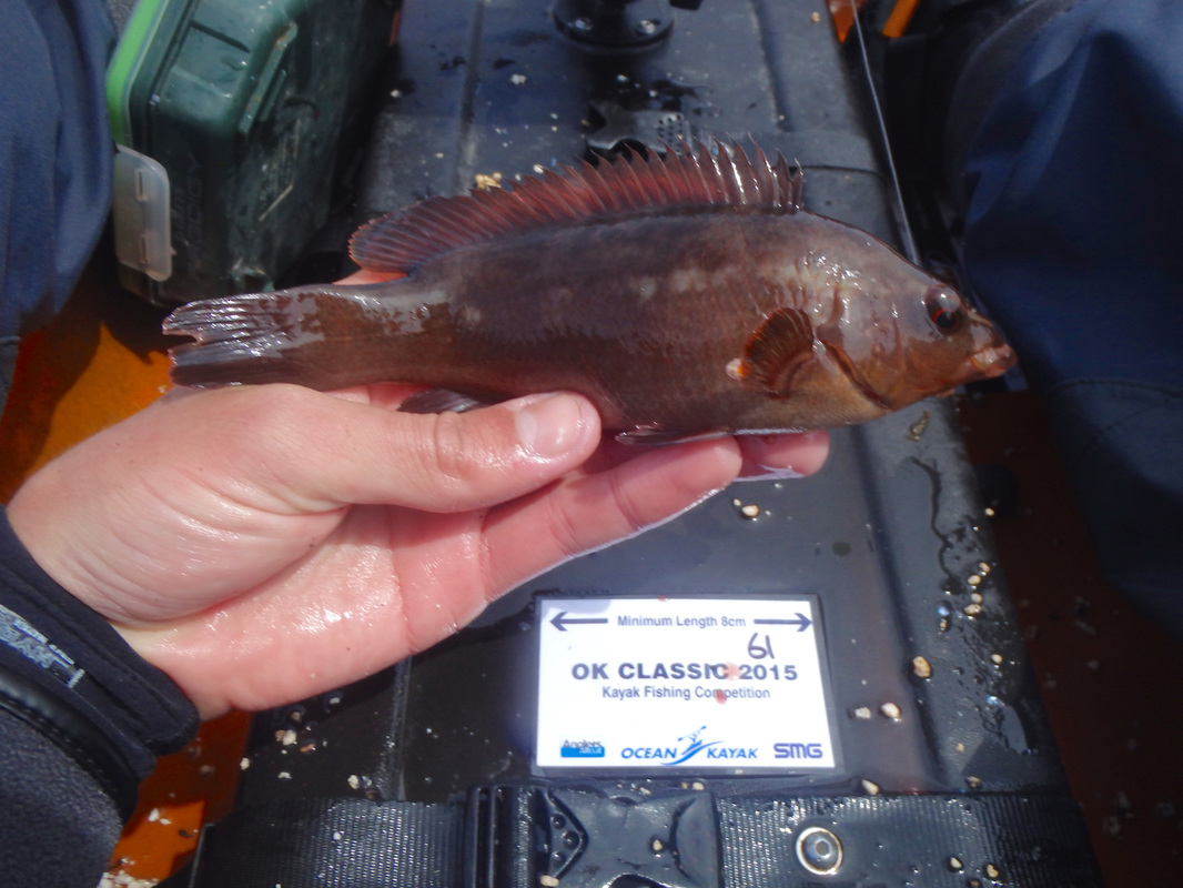 Ballan Wrasse caught during the Ocean Kayak Classic 2015