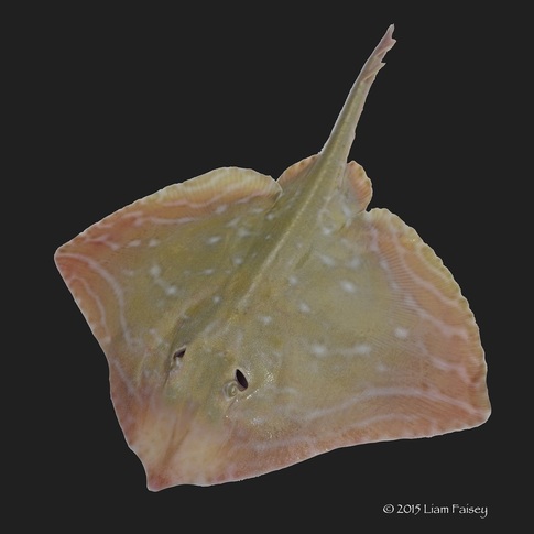 Small Eyed Ray - Raja microcellata