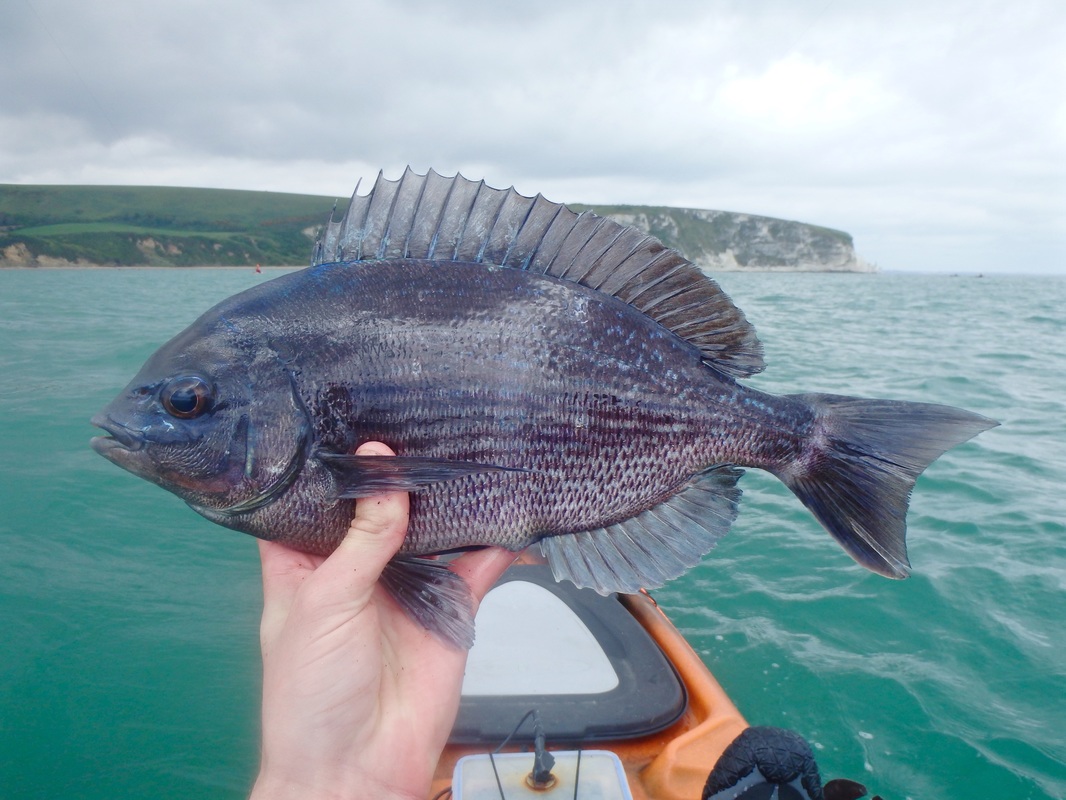 Male Black Bream caught kayak fishing at Swanage
