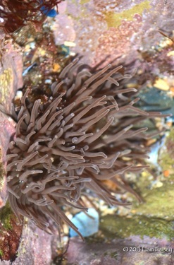 Snakelocks Anemone Brown Morph