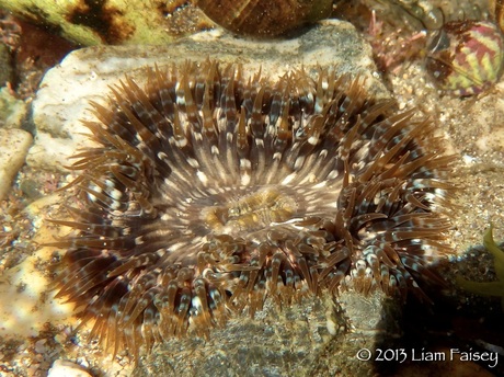 Daisy Anemone - Cereus pedunculatus