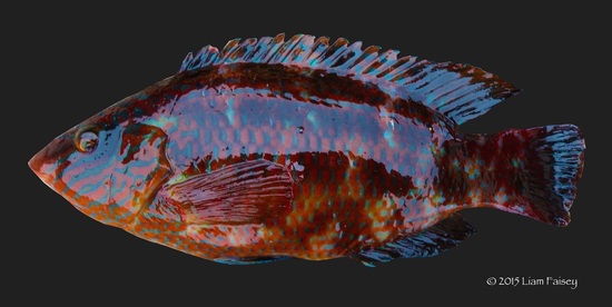 Male Corkwing Wrasse - Symphodus melops 