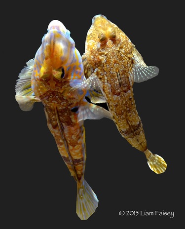 Common Dragonet - Callionymus lyra