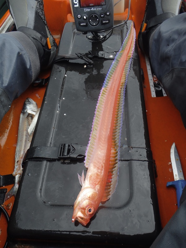 Red Band Fish - Cepola macrophthalma