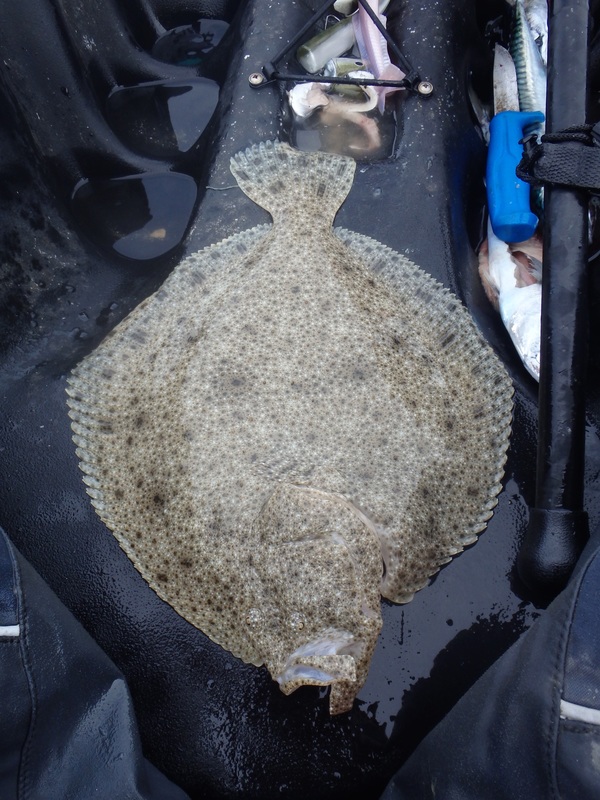 Turbot caught at the Penzance Kayak Fishing Meet 2015
