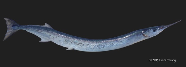 Garfish - Belone belone