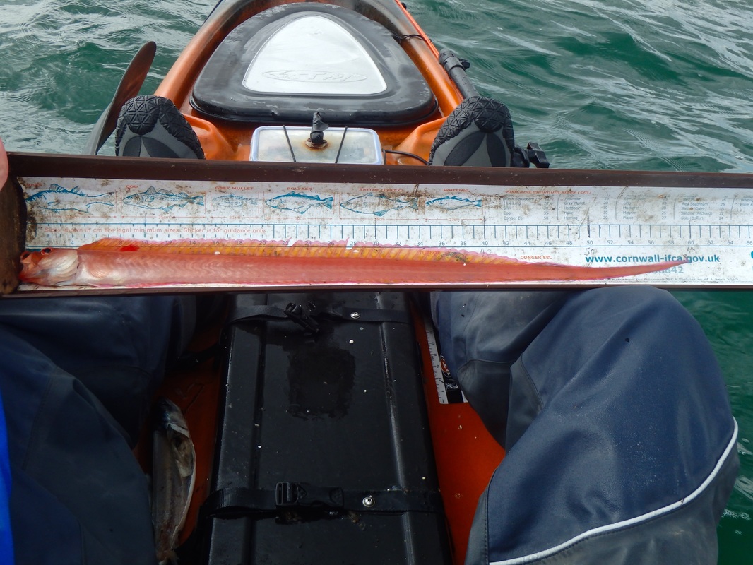 Red Band Fish - Cepola macrophthalma