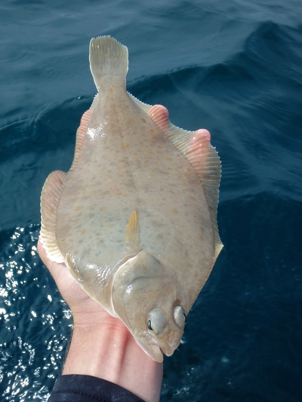 Dab caught kayak fishing at Sennen