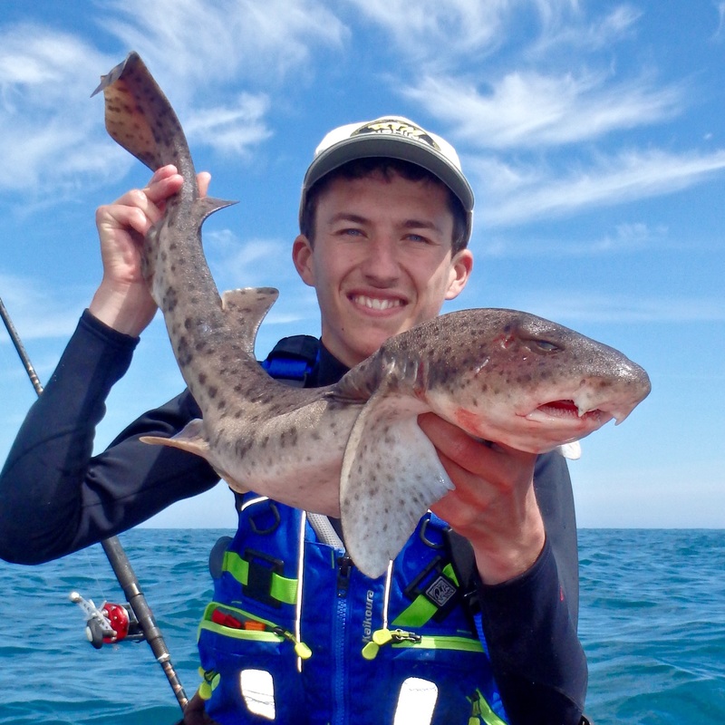 Bull Huss caught Kayak Fishing