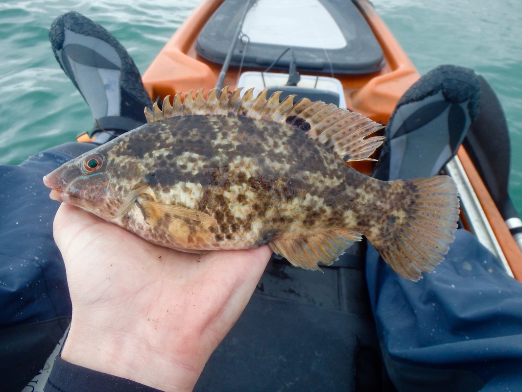Female Baillons Wrasse - Symphodus bailloni