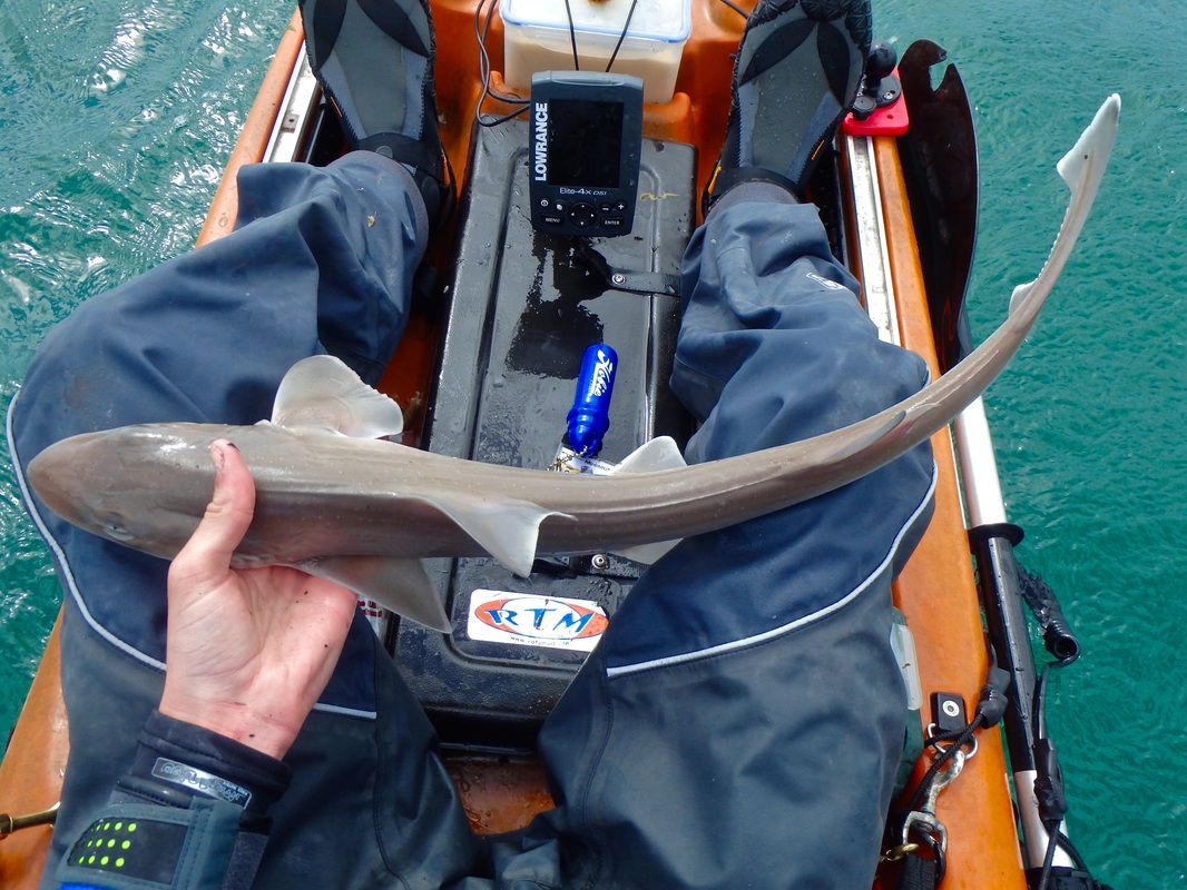 Kayak caught Starry Smoothound
