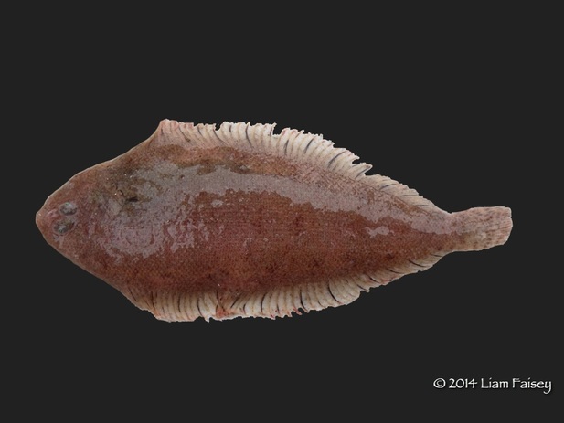 Solenette - Buglossidium luteum