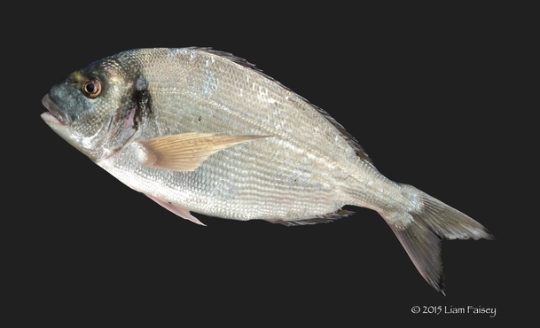 Gilthead Bream - Sparus aurata