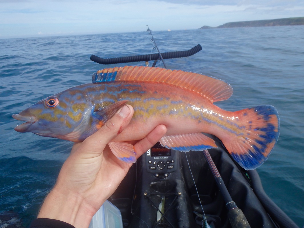 Cuckoo Wrasse caught at the Penzance Kayak Fishing Meet 2015