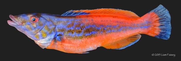 Male Cuckoo Wrasse - Labrus mixtus