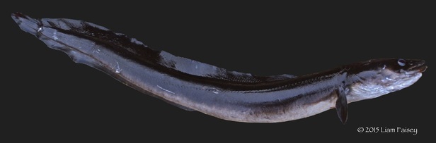 Conger Eel - Conger conger