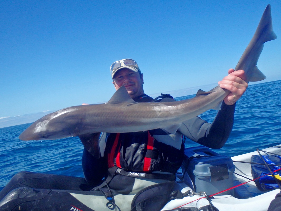 Tope caught Kayak Fishing in Cornwall