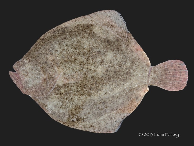 Turbot - Scophthalmus maximus