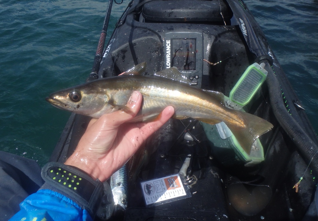 Pollack caught at the Oxwich Bay Kayak Fishing Competition 2015