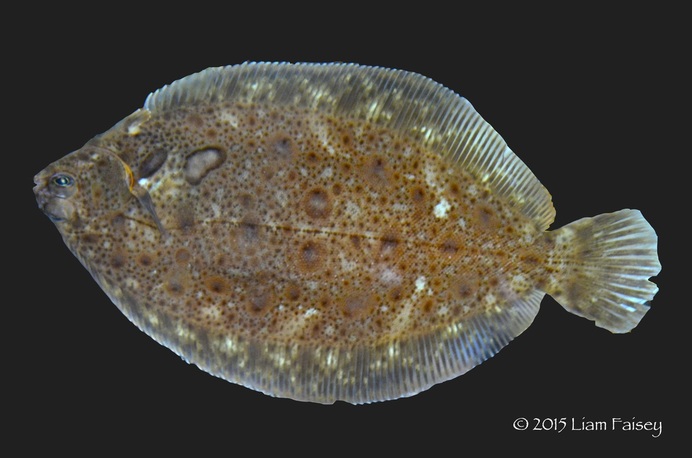 Lemon Sole - Microstomus kitt