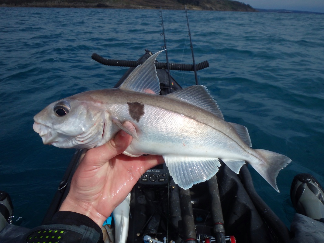 Kayak Fishing for Haddock in Cornwall