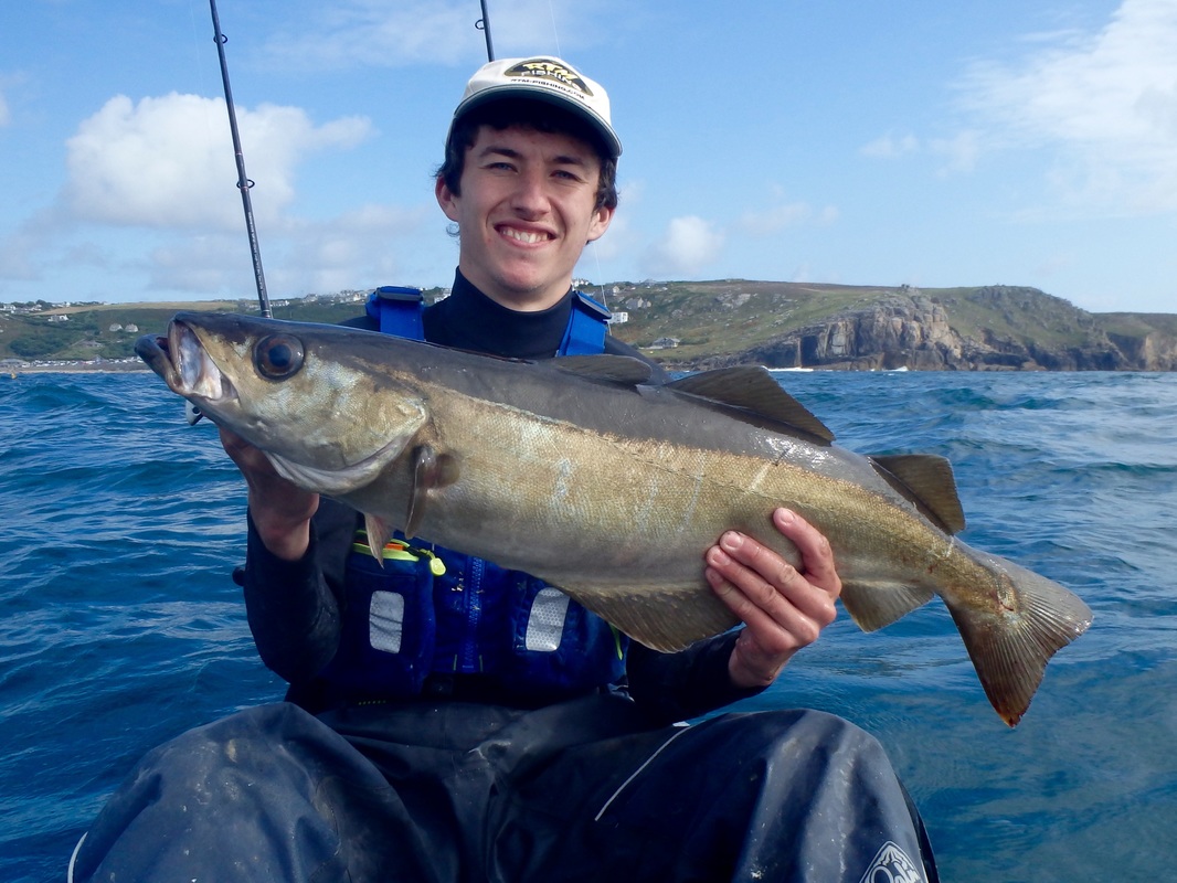9lb 6oz Pollack caught kayak fishing in Cornwall