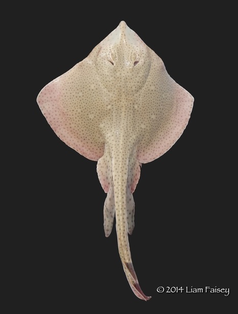 Blonde Ray - Raja brachyura