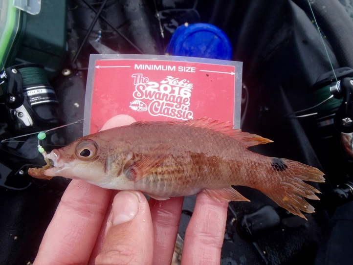 Swanage Classic 2016 - Goldsinney Wrasse