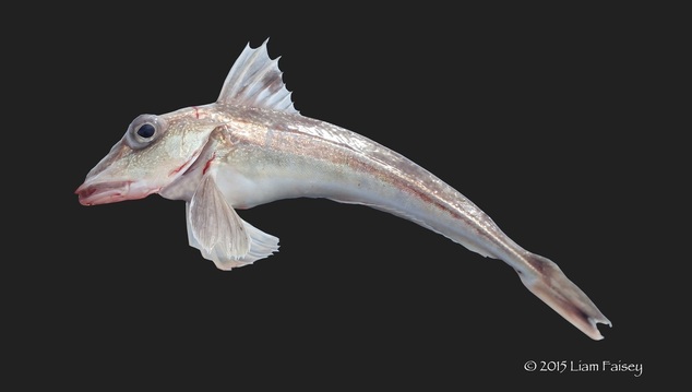 Grey Gurnard - Eutrigla gurnardus