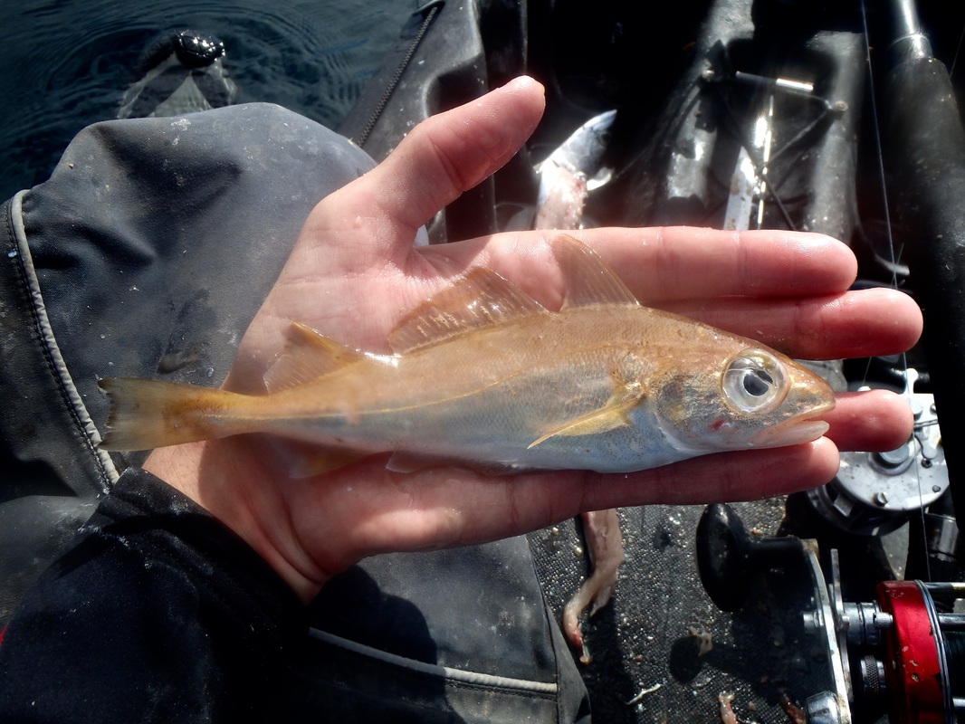 Poor Cod caught kayak fishing in Cornwall