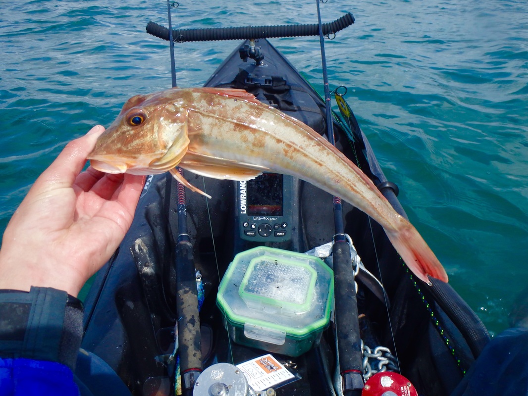 Tub Gurnard caught at the Oxwich Bay Kayak Fishing Competition 2015