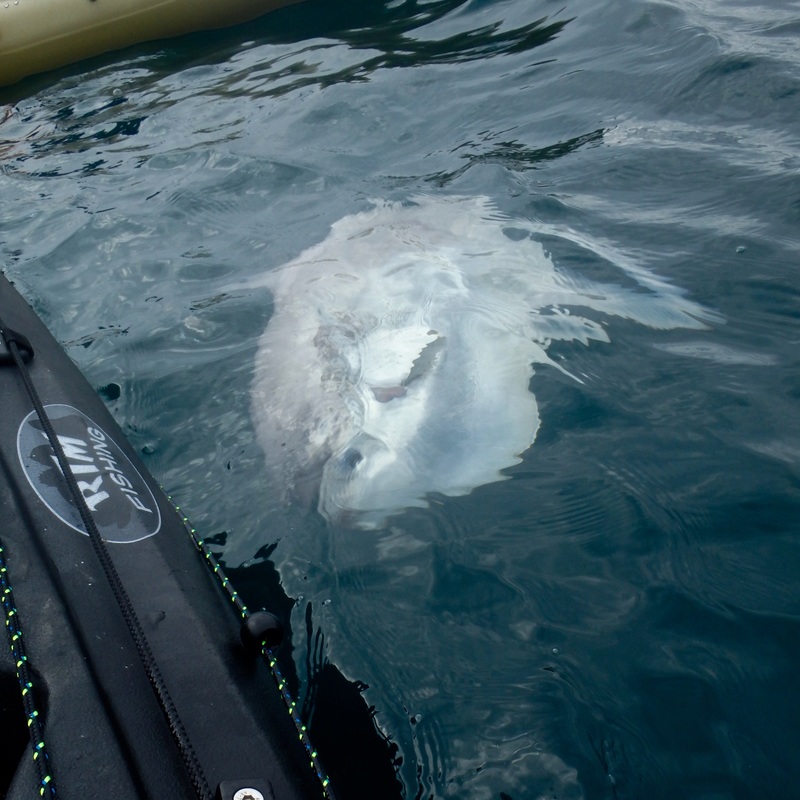 Sunfish - Mola mola at Lands End