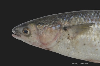 Thin Lipped Mullet - Liza ramada