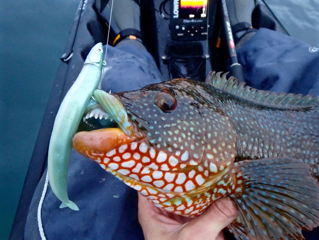 Ballan Wrasse caught kayak fishing at Plymouth