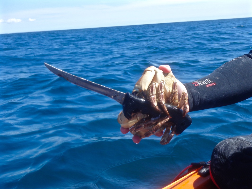 Edible Crab caught from a kayak