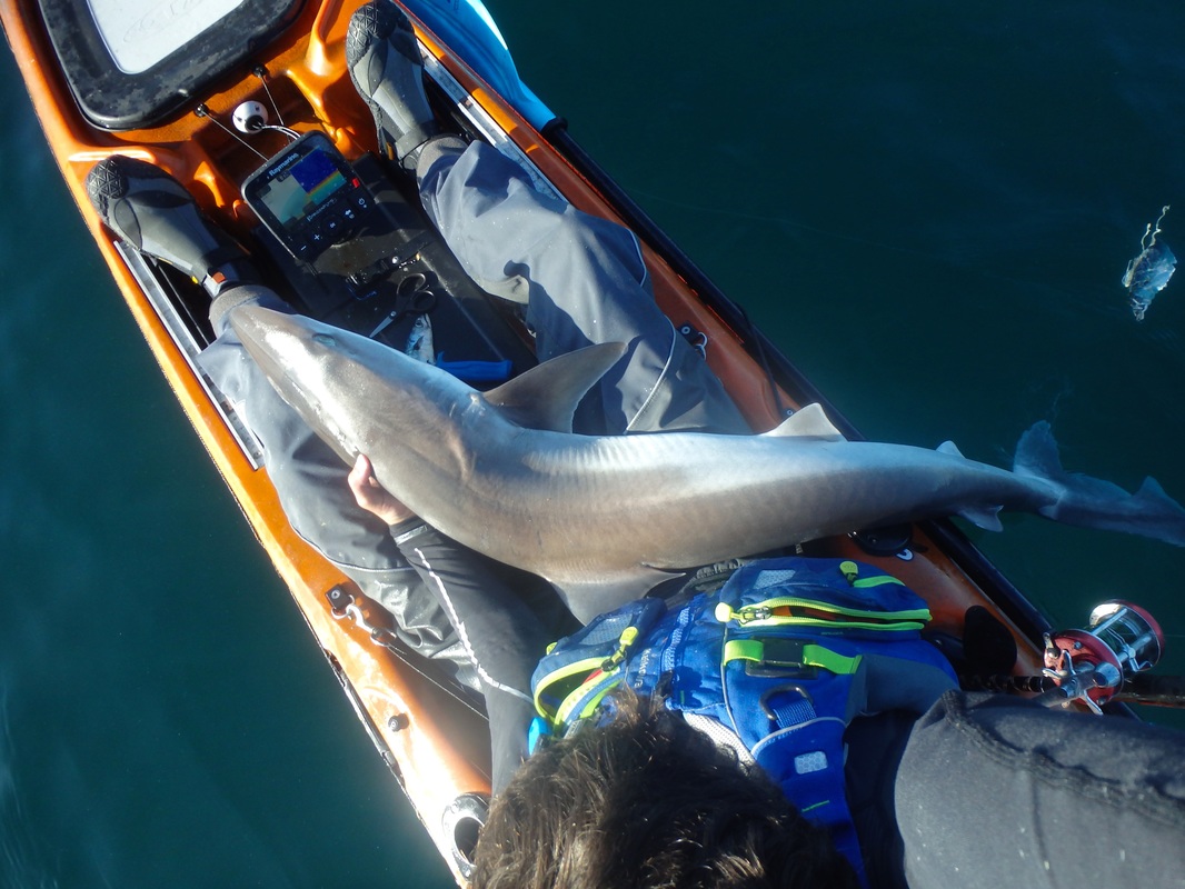 20lb Tope caught Kayak Fishing in Cornwall