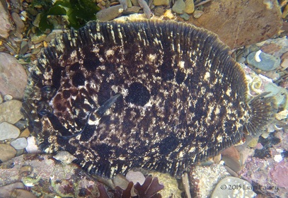 Common Topknot - Zeugopterus punctatus