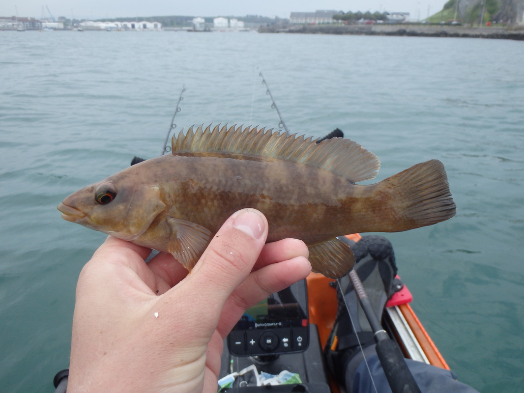 Ballan Wrasse caught kayak fishing at Plymouth