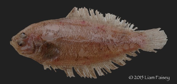 Scaldfish - Arnoglossus laterna