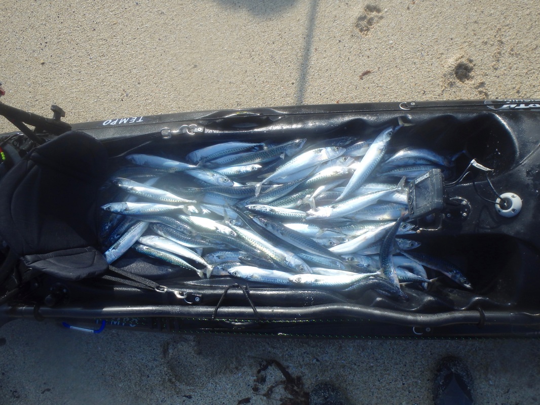 Kayak Fishing for Mackerel