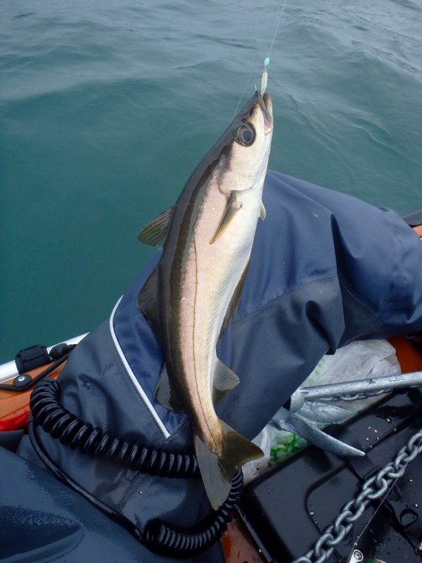 Small Pollack caught in Plymouth Sound