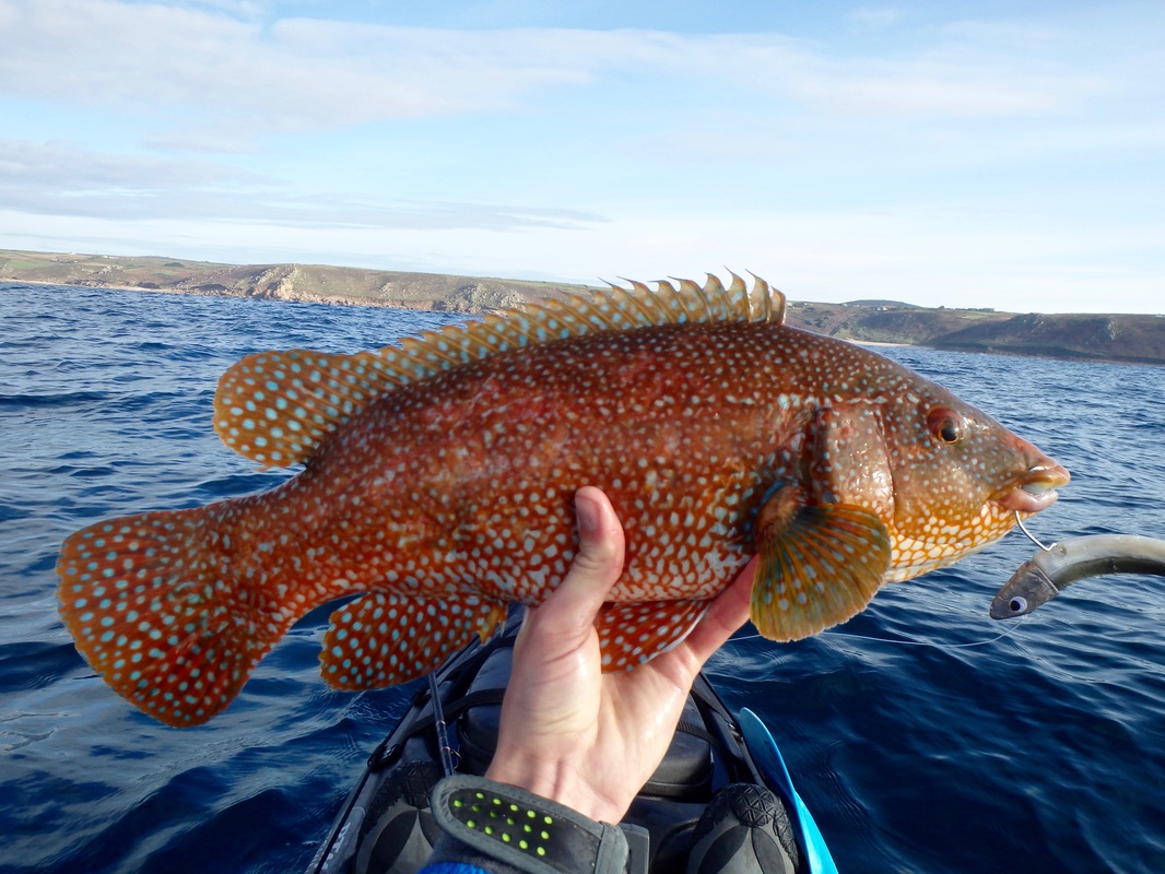 Ballan Wrasse caught Kayak Lure Fishing