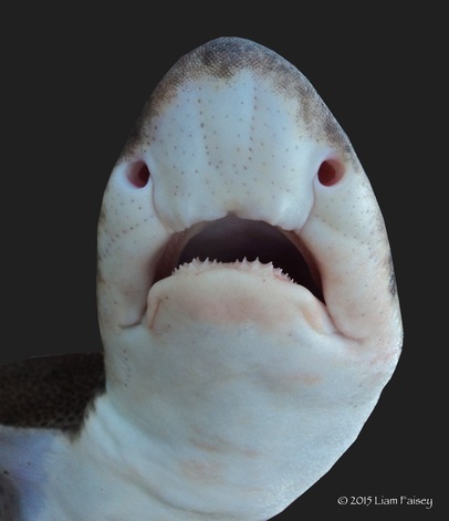 Lesser Spotted Dogfish - Scyliorhinus canicula