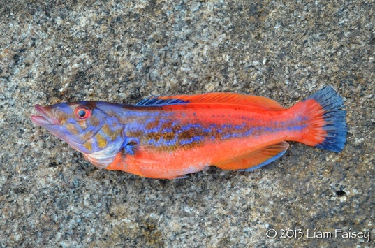 Cuckoo Wrasse - Labrus mixtus