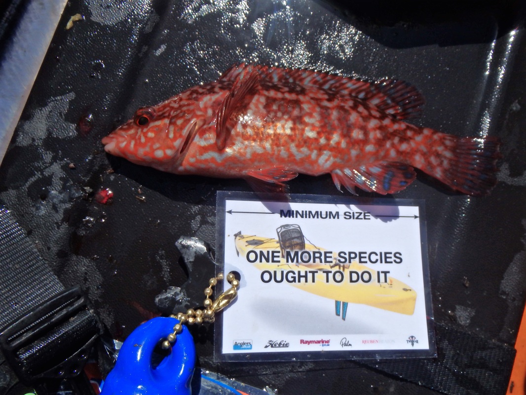 Ballan Wrasse caught from the kayak