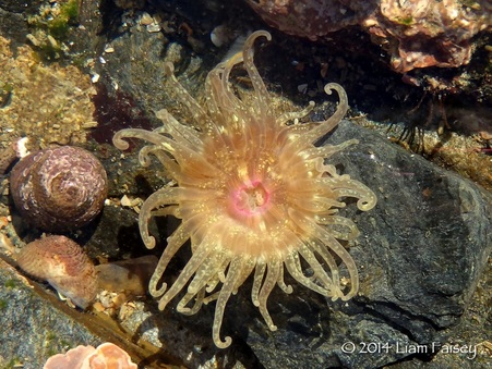Red Speckled Anemone - Anthopleura ballii