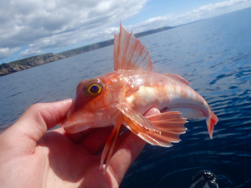 Red Gurnard caught kayak fishing in Cornwall