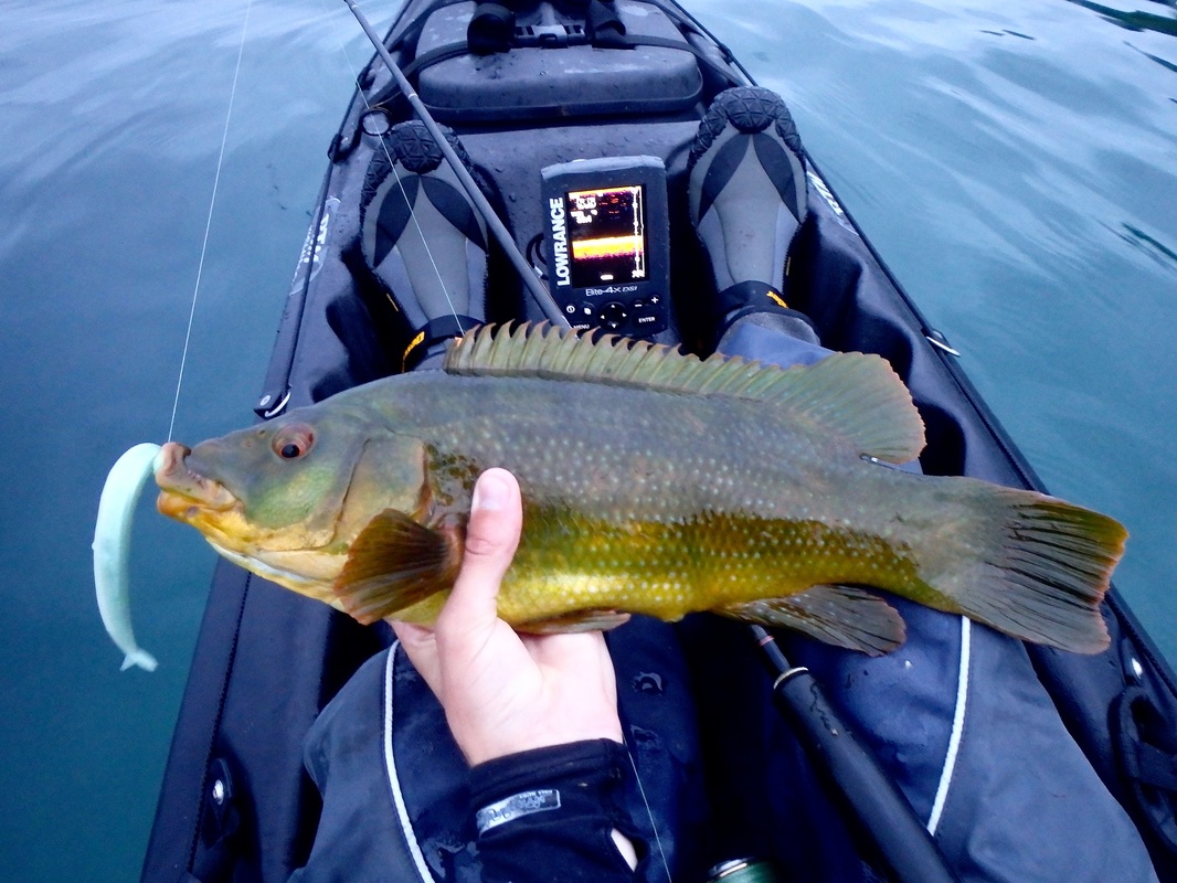 Ballan Wrasse caught kayak fishing at Plymouth