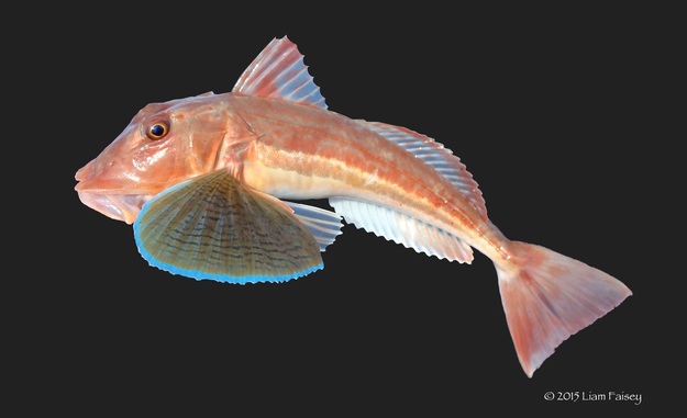 Tub Gurnard - Chelidonichthys lucerna